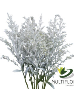 Solidago Tara Painted White