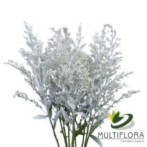 Solidago Tara Painted White