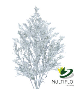 Solidago Tara Painted White