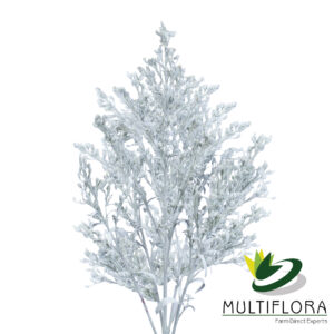 Solidago Tara Painted White