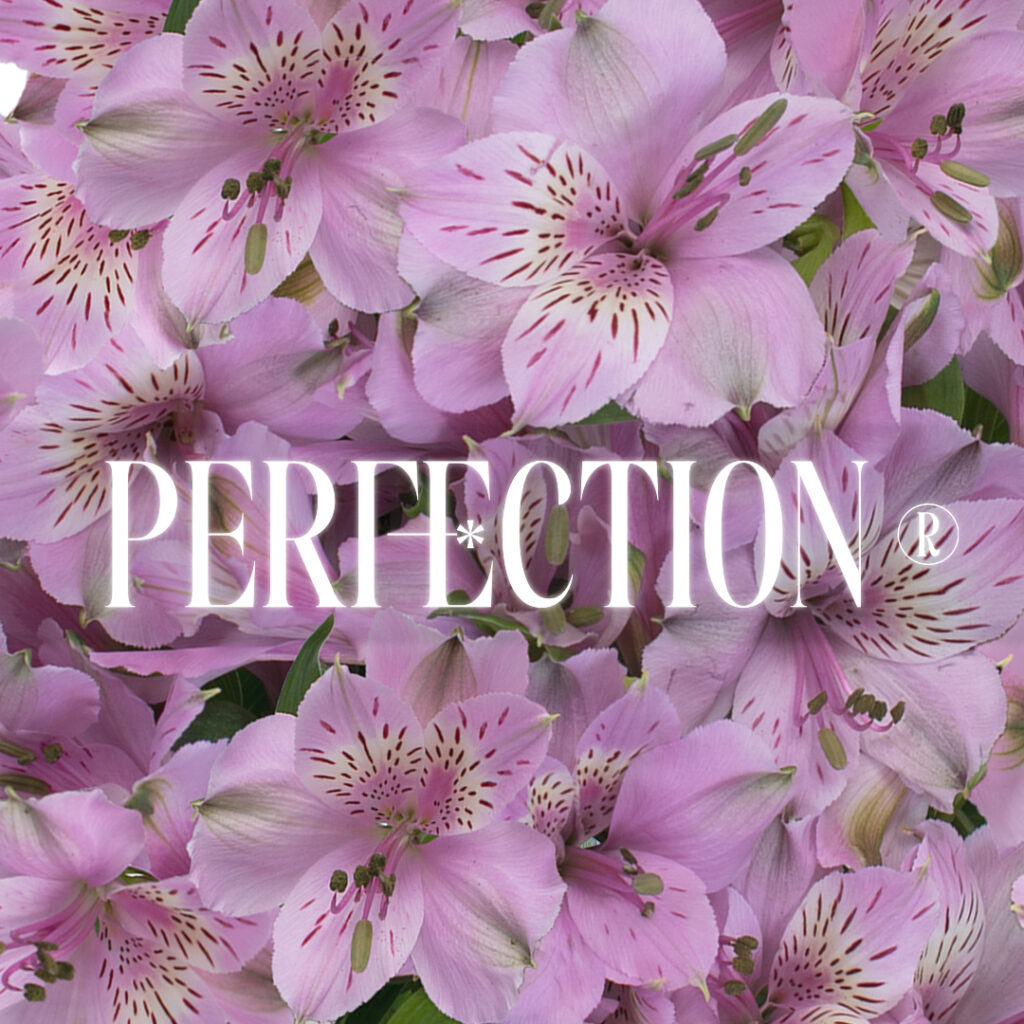 Alstroemeria Perfection