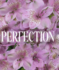 Alstroemeria Perfection